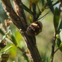 Paropsis pictipennis at suppressed - 31 Mar 2024