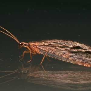 Stenosmylus stenopterus at Ainslie, ACT - 30 Mar 2024