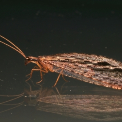 Stenosmylus stenopterus (An Osmylid Lacewing) at Ainslie, ACT - 30 Mar 2024 by jb2602