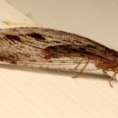 Stenosmylus stenopterus at Ainslie, ACT - 30 Mar 2024