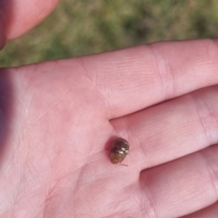 Paropsis pictipennis at QPRC LGA - 31 Mar 2024