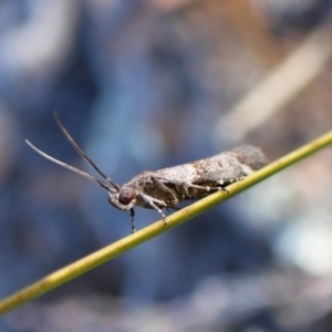 Lasiosticha opimella at Aranda Bushland - 31 Mar 2024