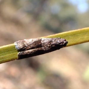 Lasiosticha opimella at Aranda Bushland - 31 Mar 2024