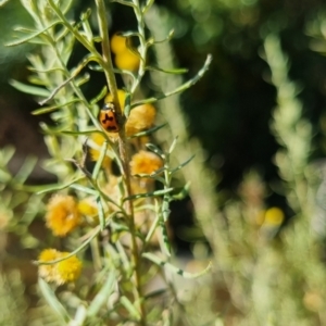 Coccinella transversalis at QPRC LGA - 31 Mar 2024