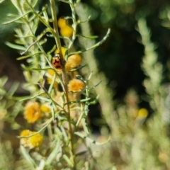 Coccinella transversalis (Transverse Ladybird) at QPRC LGA - 31 Mar 2024 by clarehoneydove