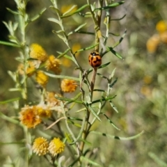 Coccinella transversalis at QPRC LGA - 31 Mar 2024