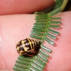 Harmonia conformis (Common Spotted Ladybird) at QPRC LGA - 31 Mar 2024 by clarehoneydove