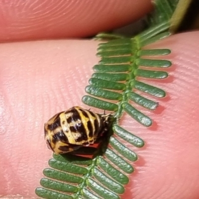 Harmonia conformis (Common Spotted Ladybird) at QPRC LGA - 31 Mar 2024 by clarehoneydove