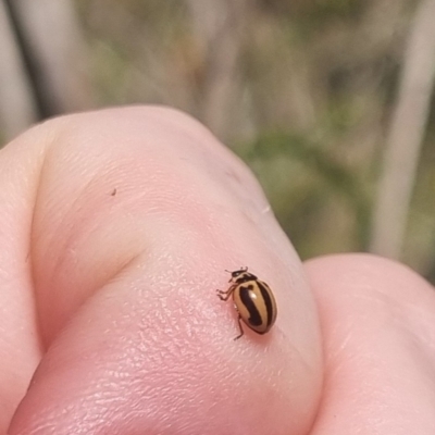 Micraspis frenata (Striped Ladybird) at QPRC LGA - 31 Mar 2024 by clarehoneydove