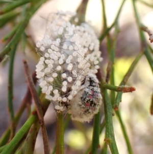 Anestia semiochrea at Aranda Bushland - 31 Mar 2024