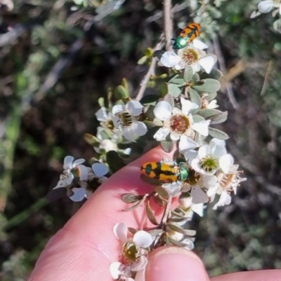 Castiarina scalaris (Scalaris jewel beetle) at QPRC LGA - 19 Jan 2024 by clarehoneydove