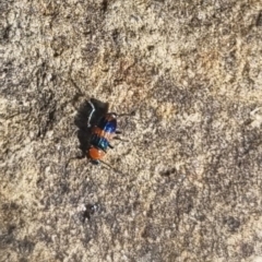 Dicranolaius sp. (Flower beetle) at QPRC LGA - 31 Mar 2024 by clarehoneydove