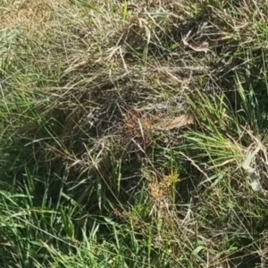 Heteronympha paradelpha at QPRC LGA - suppressed