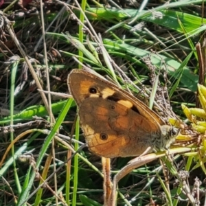 Heteronympha paradelpha at QPRC LGA - suppressed