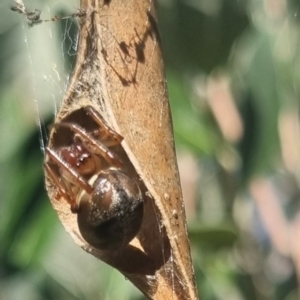 Phonognathidae (family) at QPRC LGA - suppressed