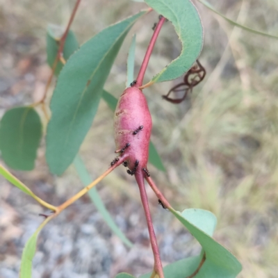 Unidentified Eucalyptus Gall at Higgins Woodland - 30 Mar 2024 by Untidy