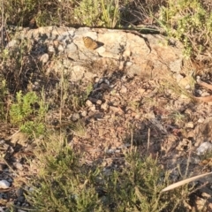 Junonia villida at QPRC LGA - 31 Mar 2024