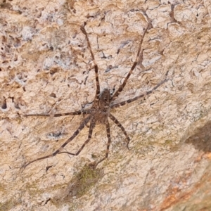 Megadolomedes australianus at Namadgi National Park - 31 Mar 2024