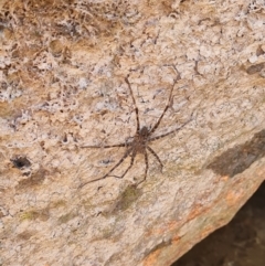 Megadolomedes australianus at Namadgi National Park - 31 Mar 2024