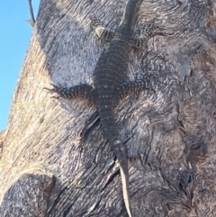 Varanus varius at Fentons Creek, VIC - 31 Mar 2024 by KL