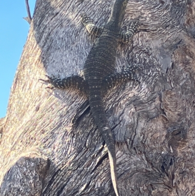 Unidentified Monitor or Gecko at Fentons Creek, VIC - 31 Mar 2024 by KL