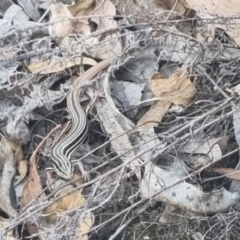 Ctenotus taeniolatus (Copper-tailed Skink) at QPRC LGA - 31 Mar 2024 by clarehoneydove