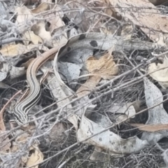 Ctenotus taeniolatus at QPRC LGA - suppressed