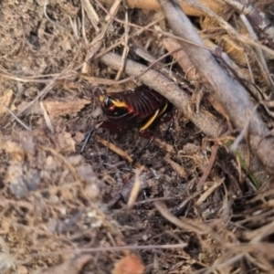 Platyzosteria similis at QPRC LGA - suppressed