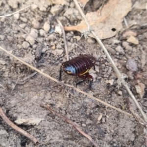 Platyzosteria similis at QPRC LGA - suppressed