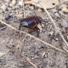 Platyzosteria similis at QPRC LGA - suppressed