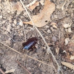 Platyzosteria similis at QPRC LGA - suppressed