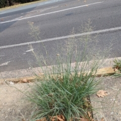 Eragrostis curvula at Hackett, ACT - 23 Mar 2024