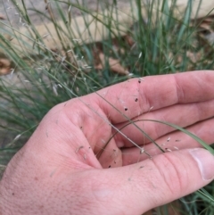 Eragrostis curvula at Hackett, ACT - 23 Mar 2024 02:56 PM