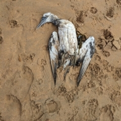 Morus serrator (Australasian Gannet) at Murramarang National Park - 16 Mar 2024 by WalterEgo
