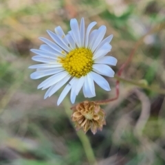 Brachyscome aculeata (Hill Daisy) at Namadgi National Park - 31 Mar 2024 by WalkYonder