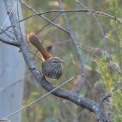 Hylacola pyrrhopygia (Chestnut-rumped Heathwren) at Denman Prospect, ACT - 31 Mar 2024 by BenW