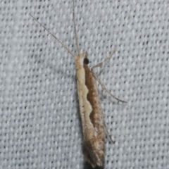 Plutella xylostella (Diamondback Moth) at Freshwater Creek, VIC - 11 Feb 2024 by WendyEM