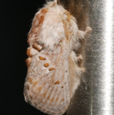 Unidentified Other moth at Freshwater Creek, VIC - 11 Feb 2024 by WendyEM