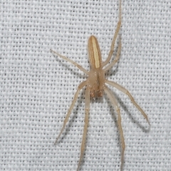 Larinia sp. (genus) (Larinia orb weaver) at Freshwater Creek, VIC - 12 Feb 2024 by WendyEM