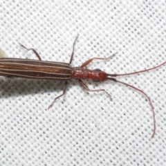 Syllitus grammicus (Longicorn or longhorn beetle) at Freshwater Creek, VIC - 11 Feb 2024 by WendyEM