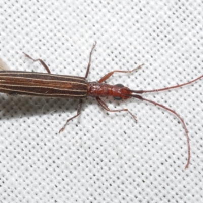 Unidentified Longhorn beetle (Cerambycidae) at Freshwater Creek, VIC - 11 Feb 2024 by WendyEM