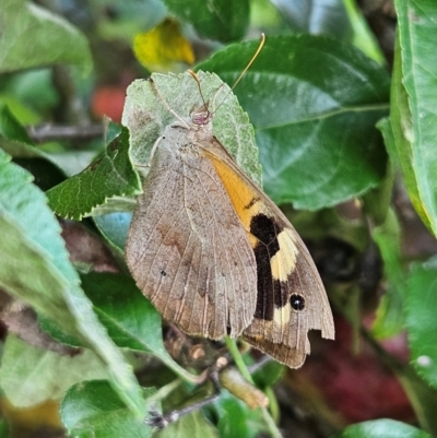 Heteronympha merope (Common Brown Butterfly) at Braidwood, NSW - 31 Mar 2024 by MatthewFrawley