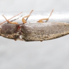 Unidentified Click beetle (Elateridae) at Freshwater Creek, VIC - 11 Feb 2024 by WendyEM