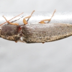 Monocrepidius (genus) (Click beetle) at Freshwater Creek, VIC - 12 Feb 2024 by WendyEM