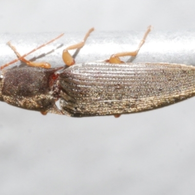 Monocrepidius (genus) (Click beetle) at Freshwater Creek, VIC - 12 Feb 2024 by WendyEM