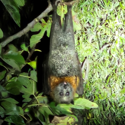 Pteropus poliocephalus (Grey-headed Flying-fox) at Braidwood, NSW - 31 Mar 2024 by MatthewFrawley