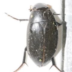 Hydrophilus sp. (genus) at Freshwater Creek, VIC - 11 Feb 2024 by WendyEM