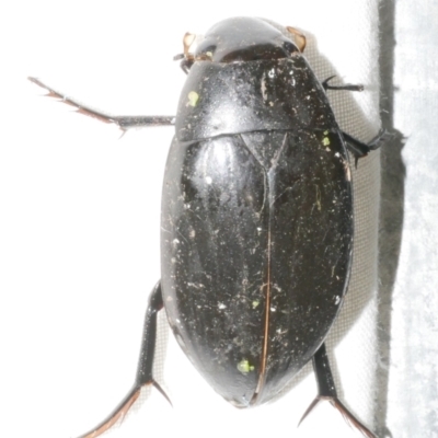 Unidentified Water beetle (several families) at Freshwater Creek, VIC - 11 Feb 2024 by WendyEM