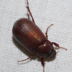 Unidentified Scarab beetle (Scarabaeidae) at Freshwater Creek, VIC - 11 Feb 2024 by WendyEM