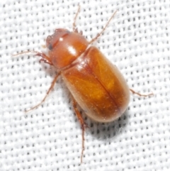 Heteronyx sp. (genus) (Scarab beetle) at Freshwater Creek, VIC - 11 Feb 2024 by WendyEM